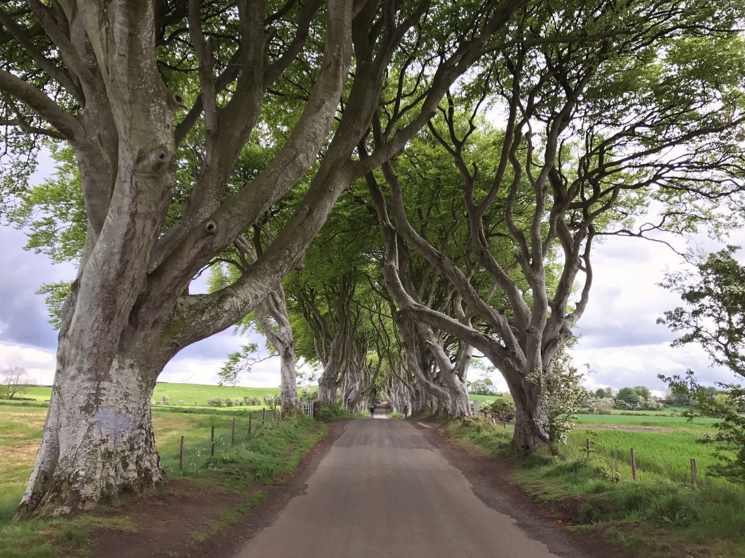 The Dark Hedges. (Northern Ireland) 