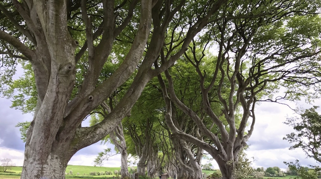 The Dark Hedges. (Northern Ireland)