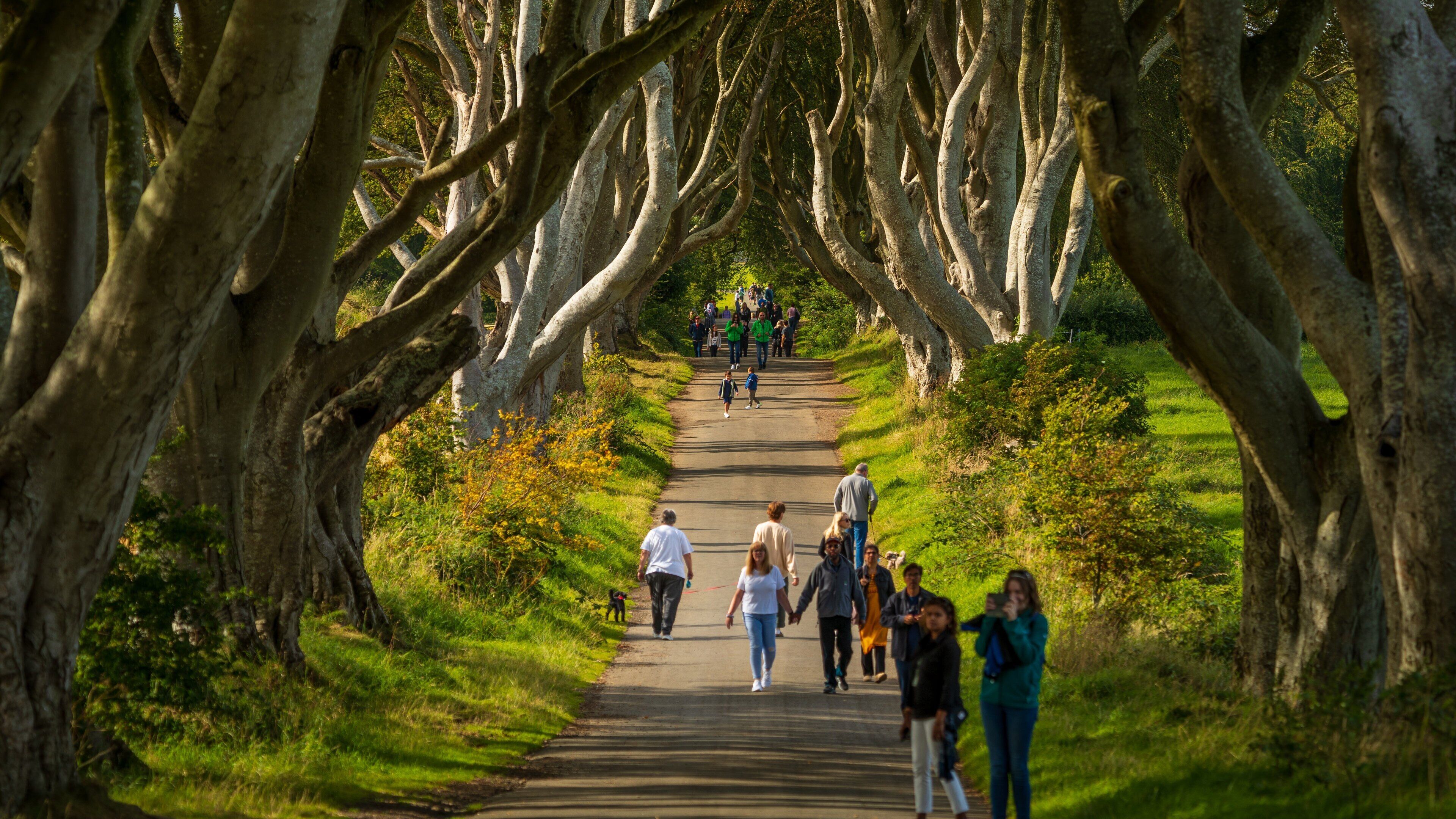 The Dark Hedges showing a park