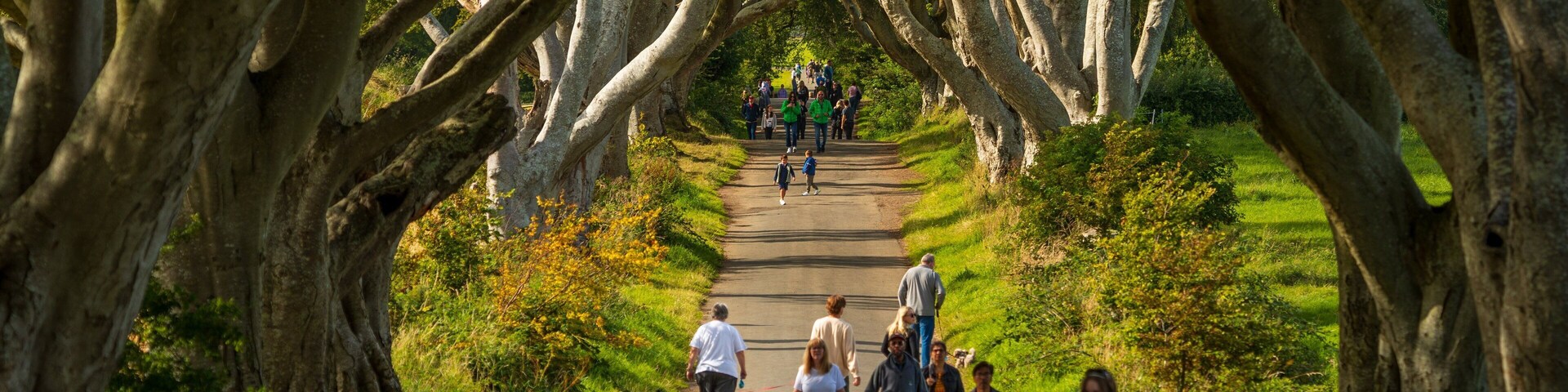 The Dark Hedges showing a park