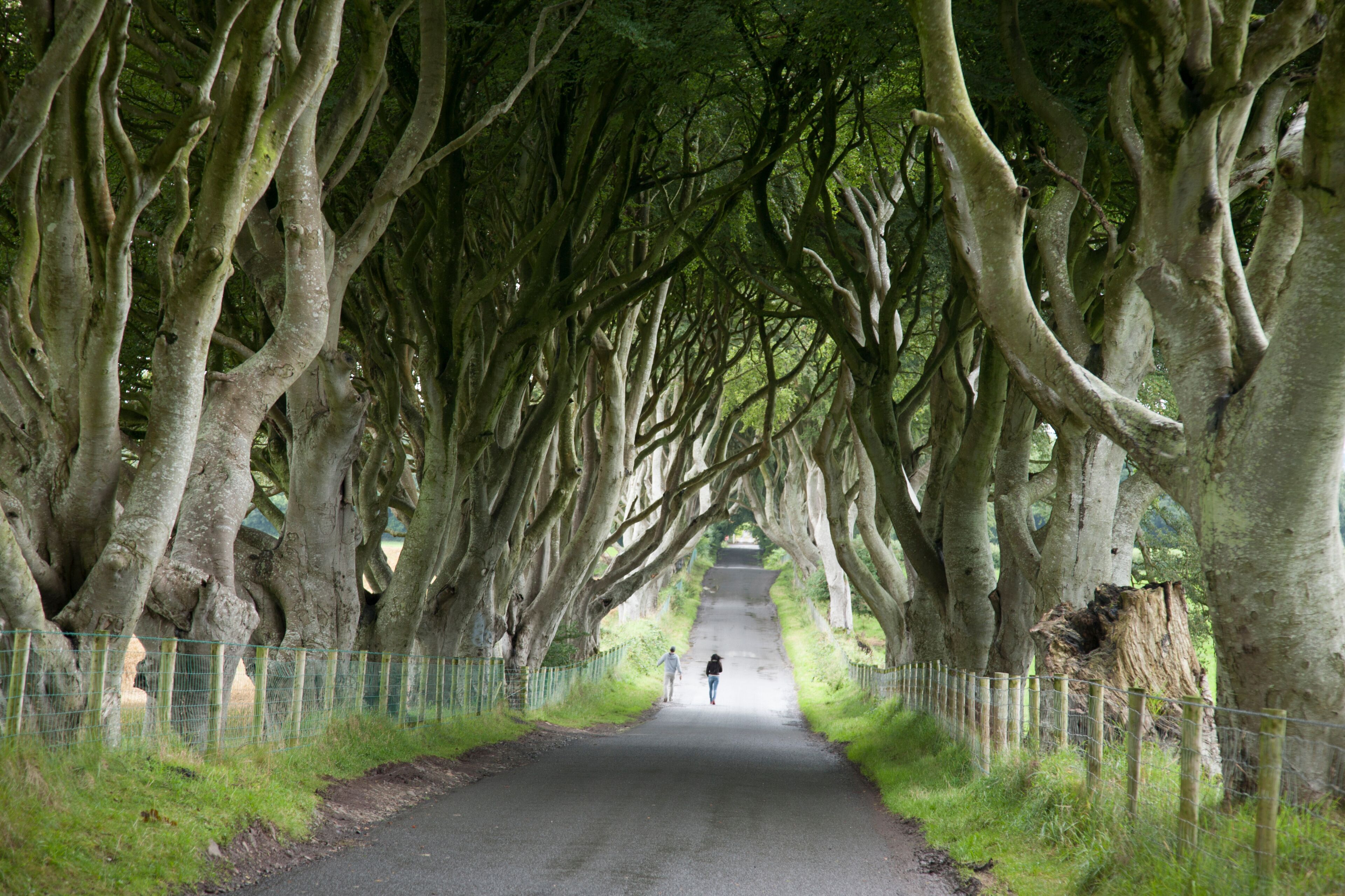 Dark Hedges, County Antrim