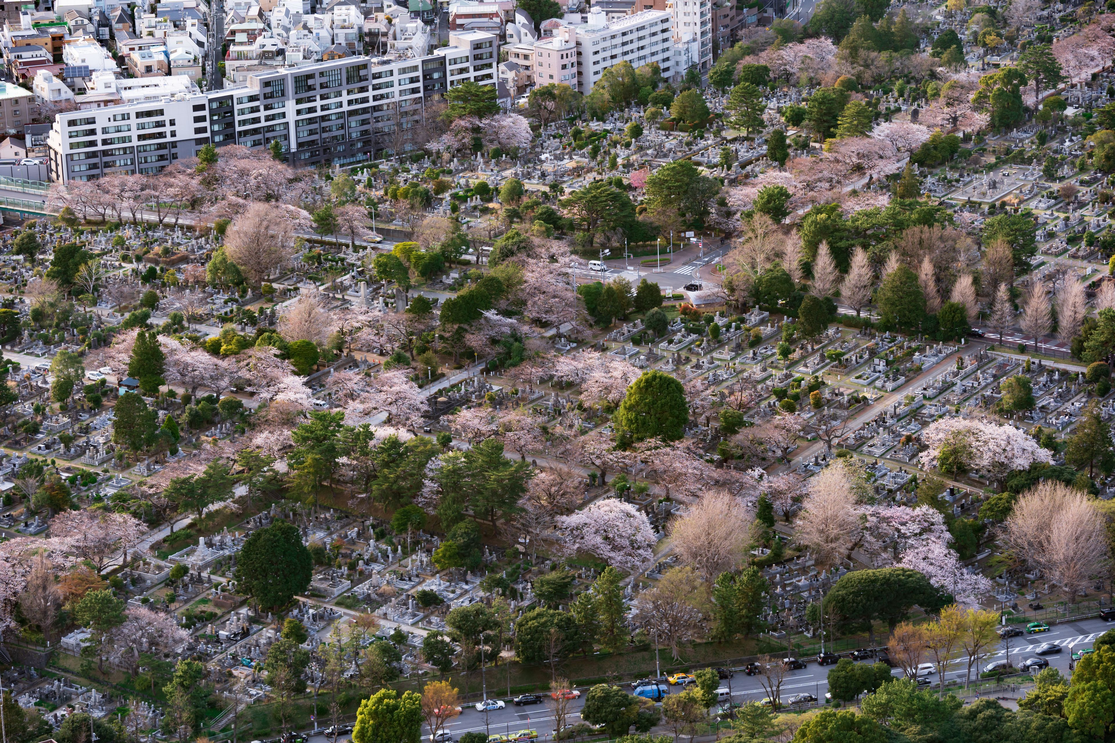 Un cimetière entouré de bâtiments et de cerisiers en fleurs.
