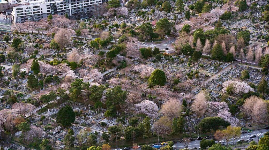Un cimetière entouré de bâtiments et de cerisiers en fleurs.