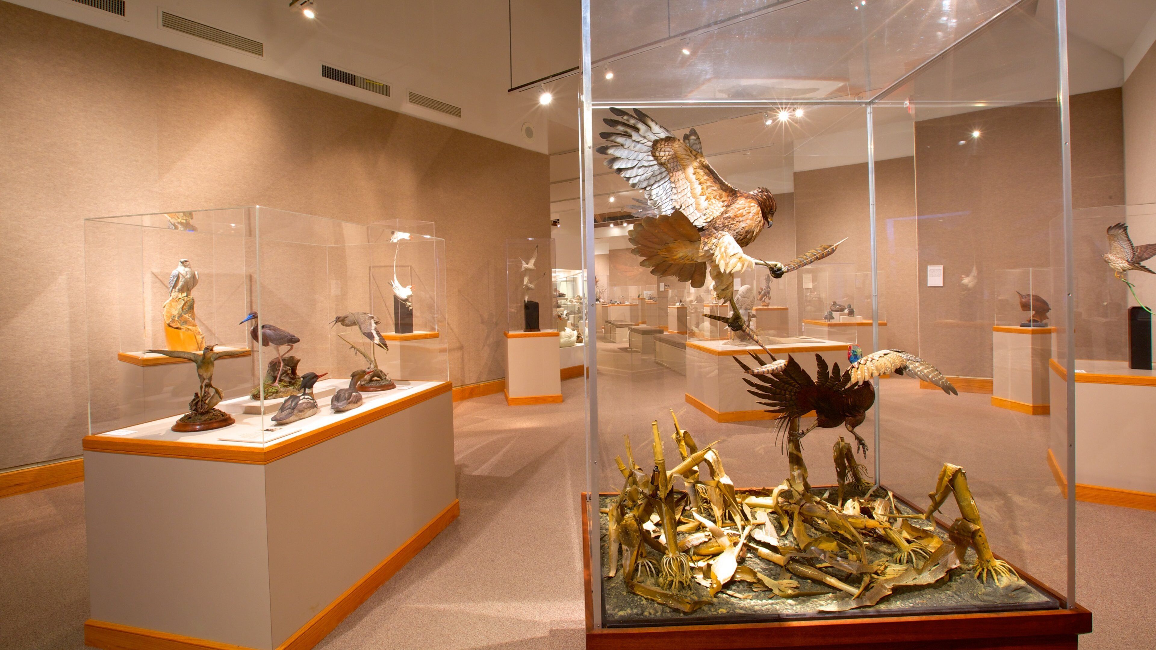 野鳥美術館 フィーチャー 屋内の眺め