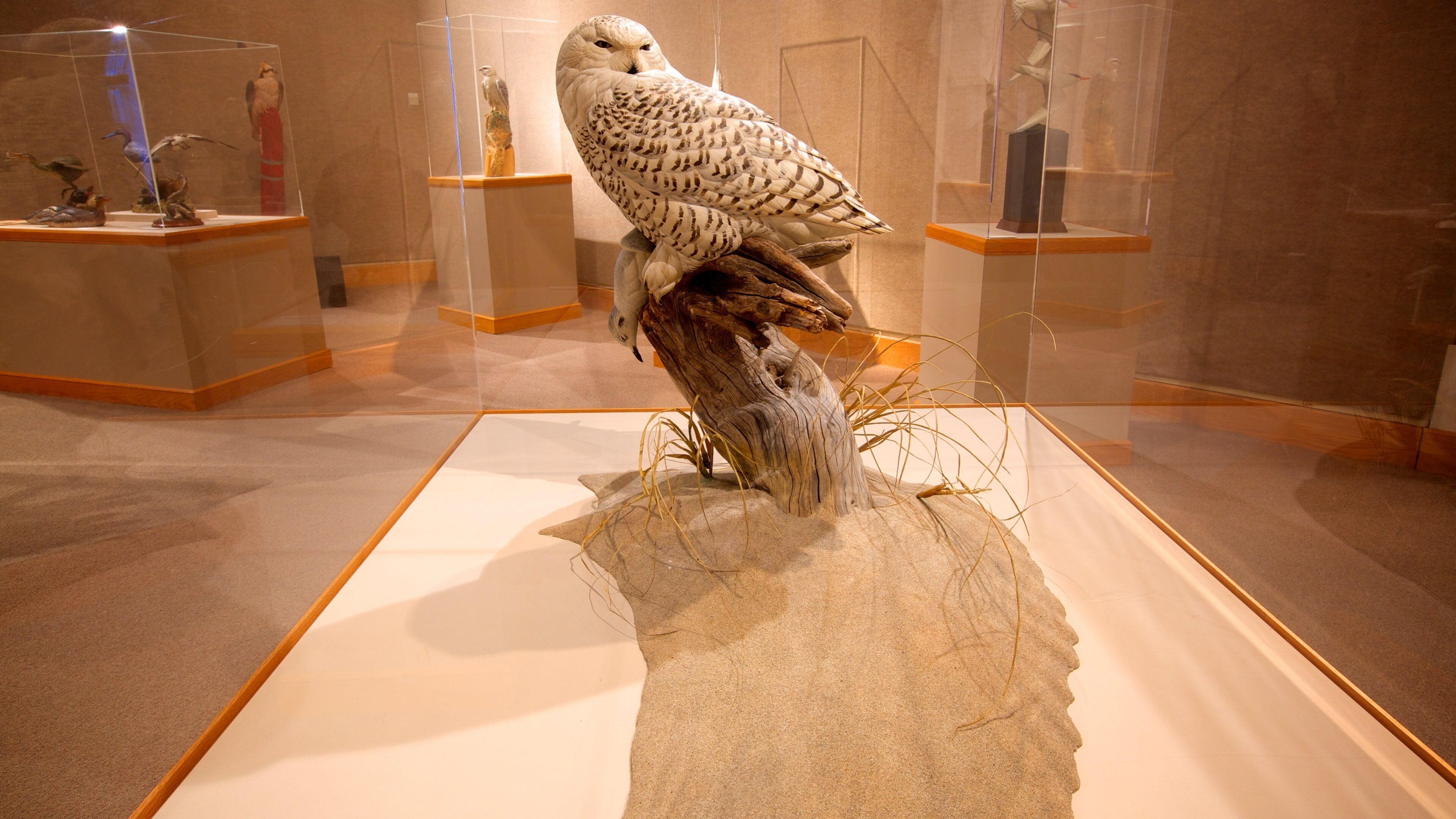 Ward Museum of Wildfowl Art showing bird life and interior views