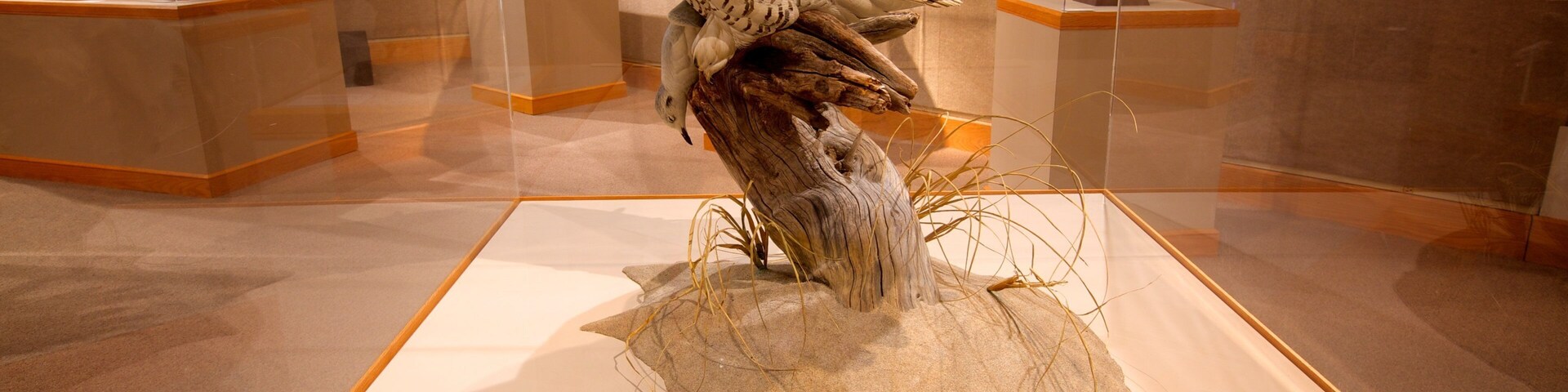 Ward Museum of Wildfowl Art das einen Innenansichten und Vögel