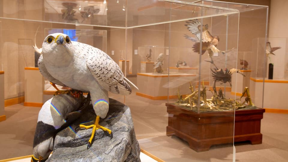 A bird of prey perched on a rock in a museum display.