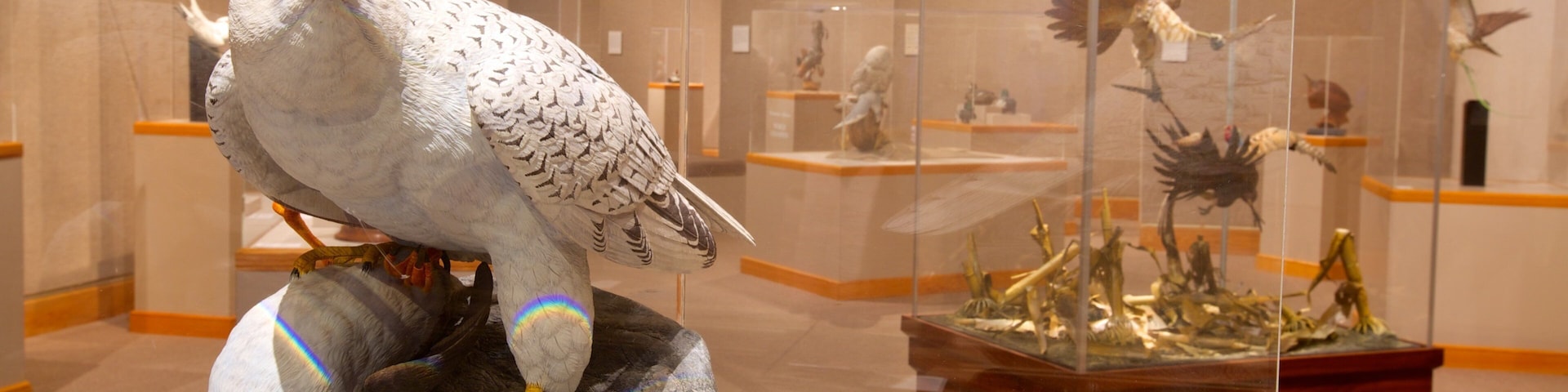 瓦德野禽藝術博物館 设有 鳥禽動物 和 內部景觀