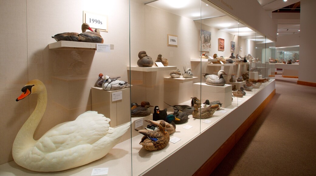 野鳥美術館 表示 アート と 屋内の眺め