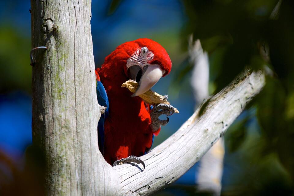 A red macaw perched on a tree branch.
