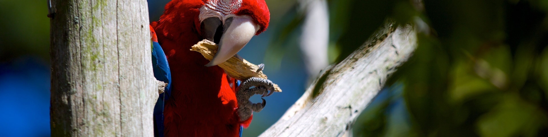 Zoológico de Salisbury ofreciendo aves y animales de zoológico