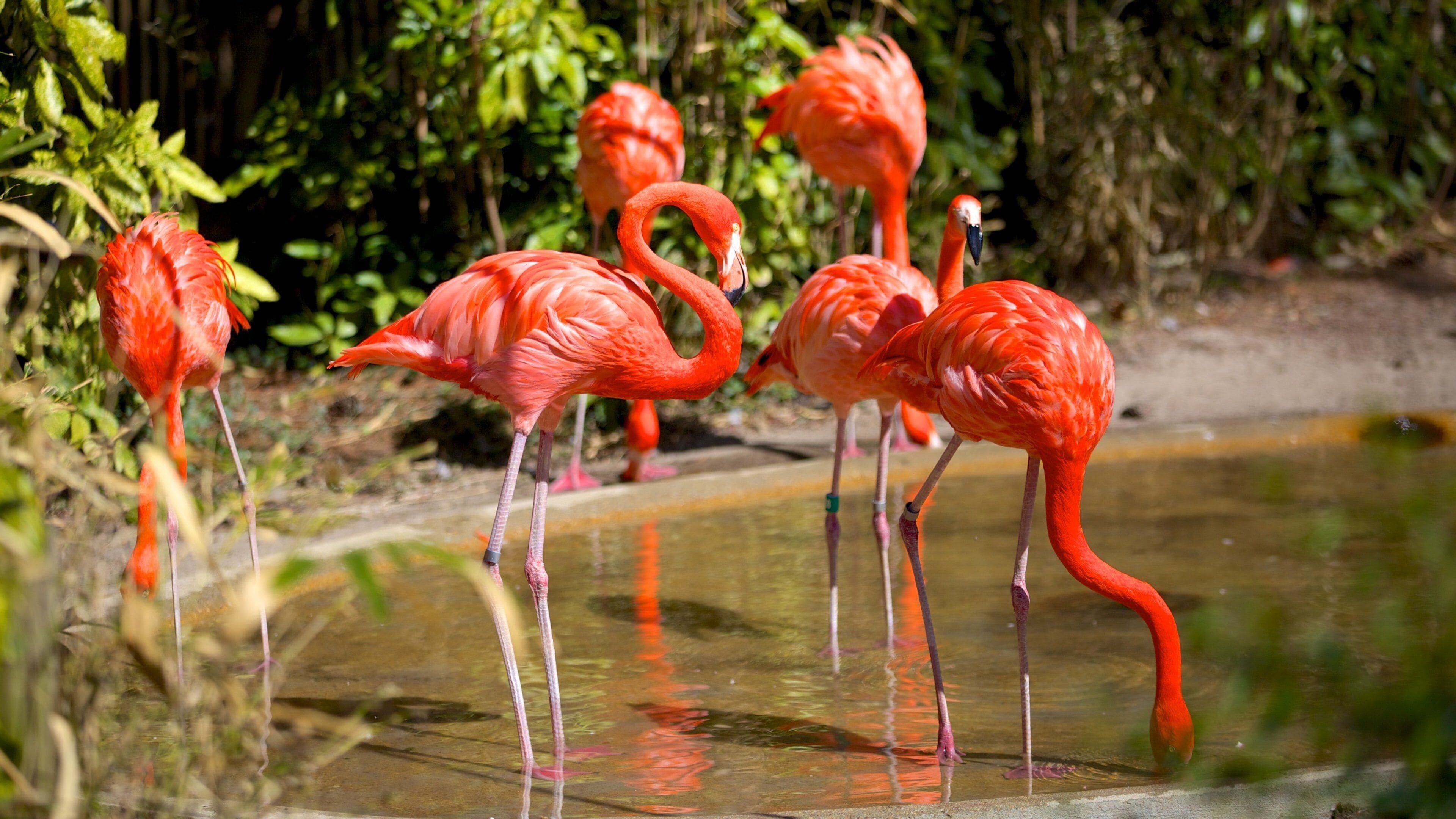 Zoológico de Salisbury caracterizando vida das aves e animais de zoológico