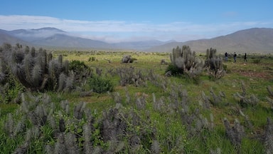 Near Punta de Choros. Chile