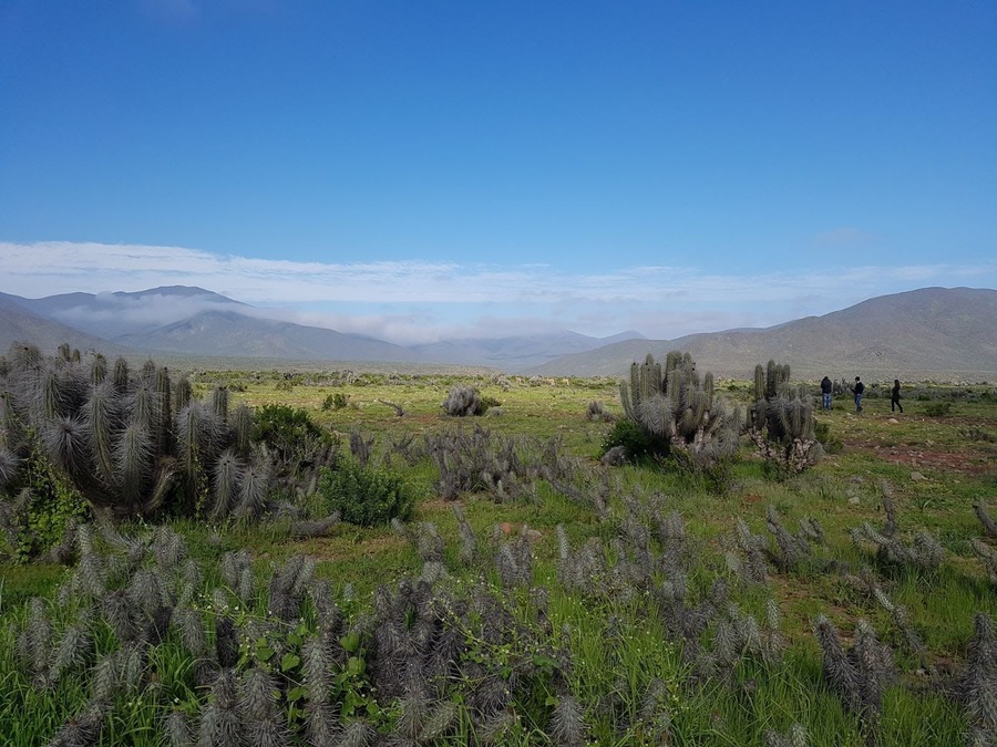 Near Punta de Choros. Chile