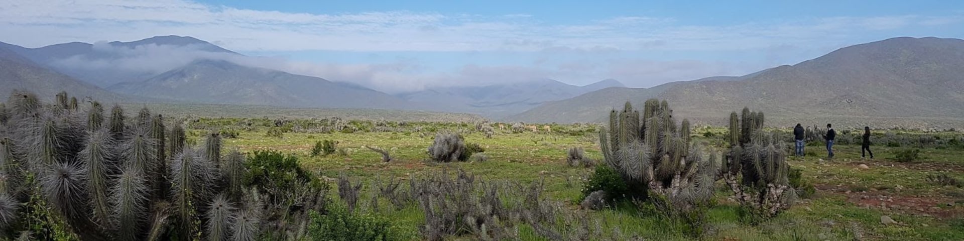 Near Punta de Choros. Chile