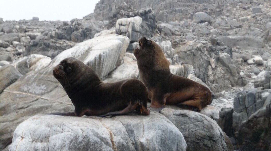 Unimpressed sea lions at Parque Nacional Pan de Azucar