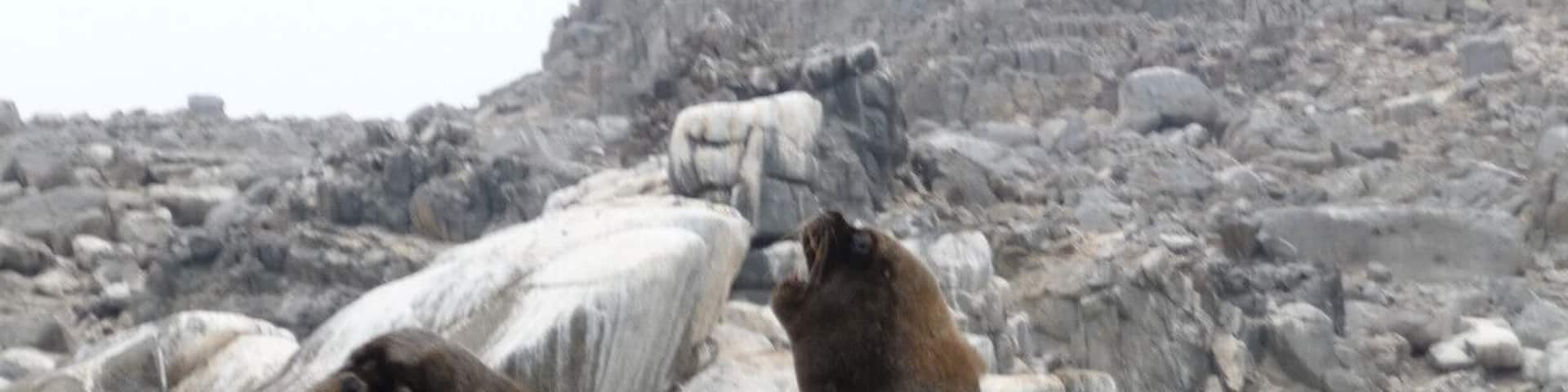 Unimpressed sea lions at Parque Nacional Pan de Azucar