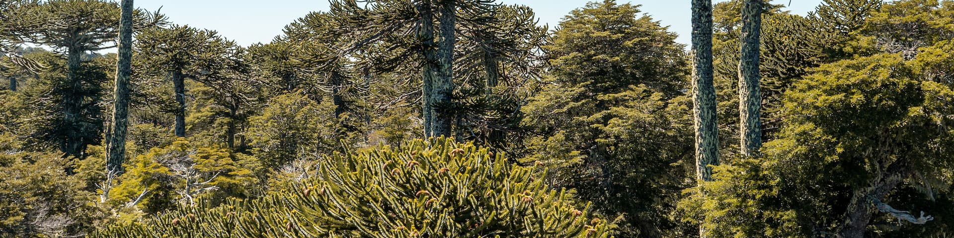 Horizontal panoramic view of araucaria trees in Nahuelbuta national park, Chile