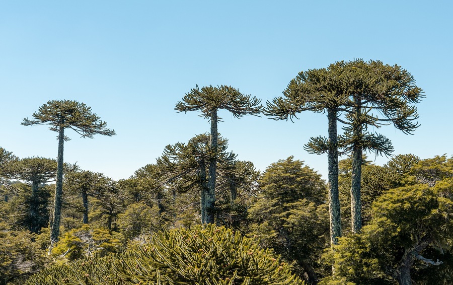 Horizontal panoramic view of araucaria trees in Nahuelbuta national park, Chile