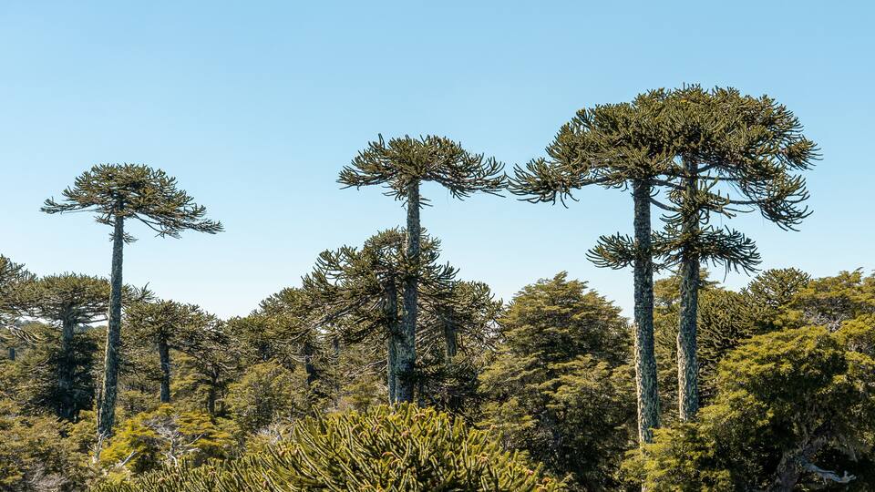 Horizontal panoramic view of araucaria trees in Nahuelbuta national park, Chile