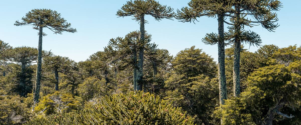 Tall trees with dense foliage and a clear blue sky.