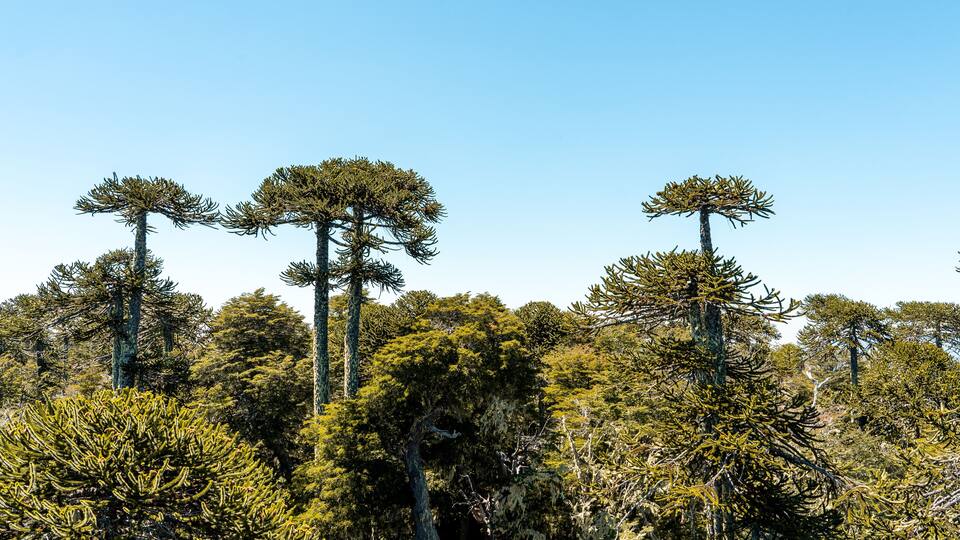 Horizontal panoramic view of araucaria trees in Nahuelbuta national park, Chile