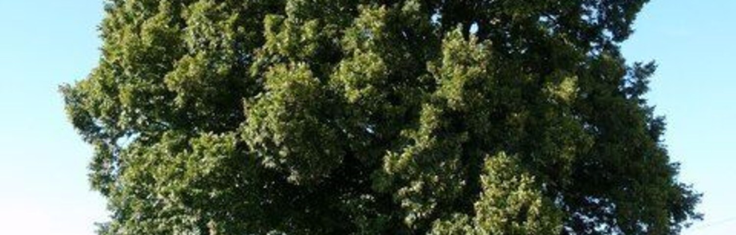 Baum bei Kirchseeon