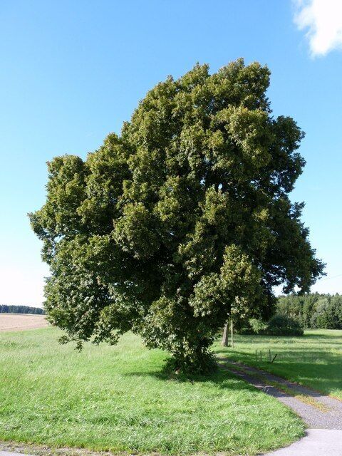 A large, dense tree in a grassy field with a clear blue sky.