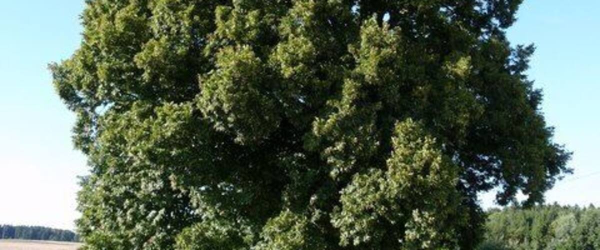 A large, dense tree in a grassy field with a clear blue sky.