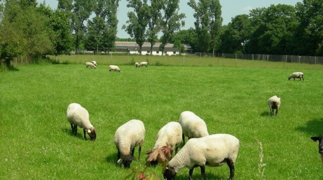 Schafweide im Staatsgut Grub