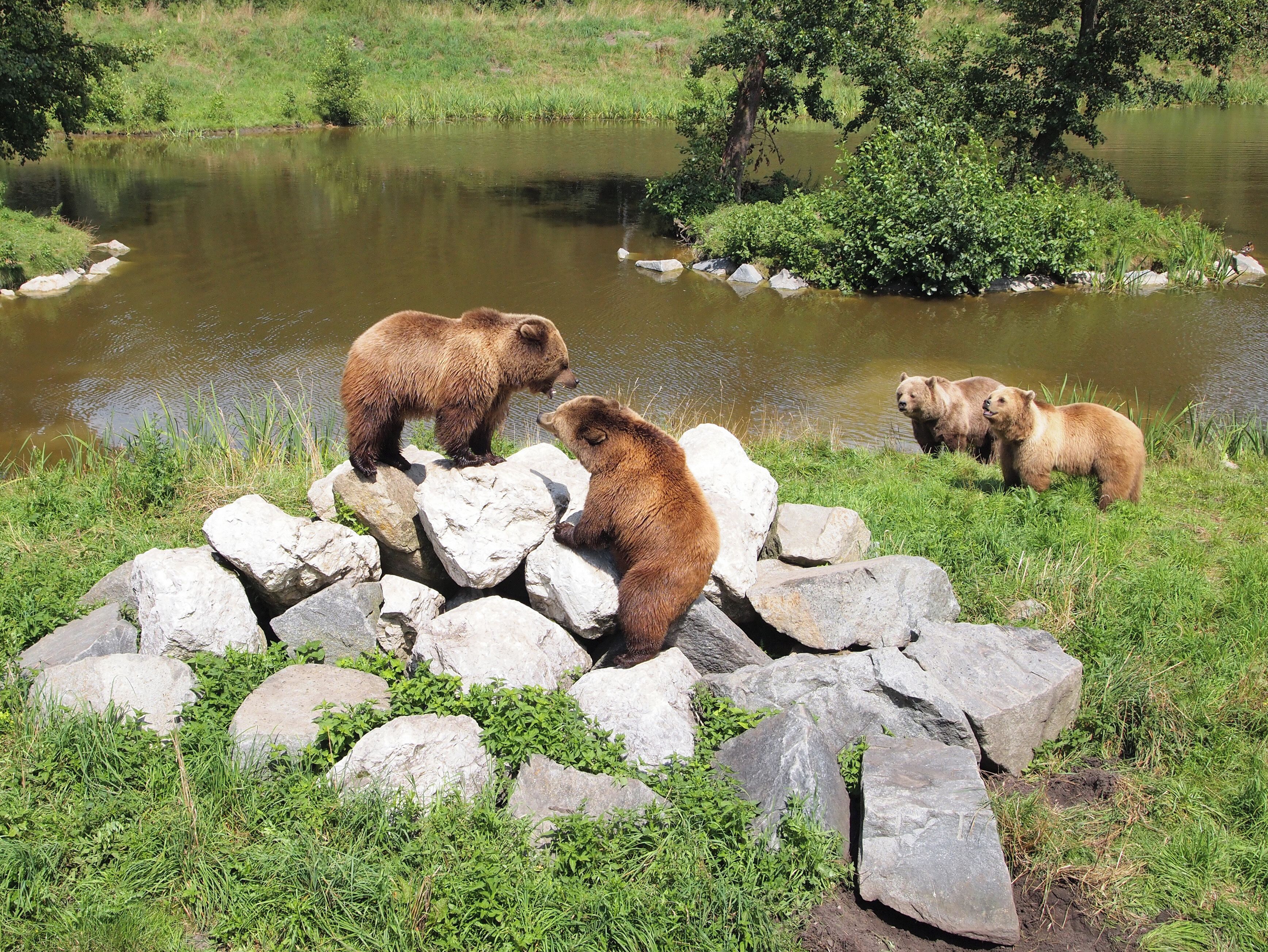 Fighting bears in Wildpark Poing.