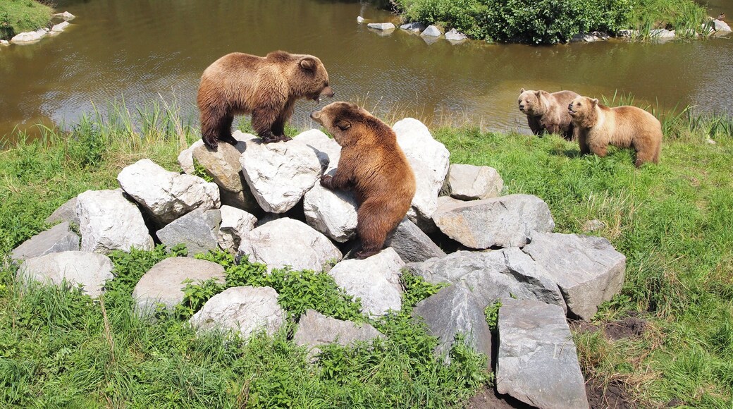 Fighting bears in Wildpark Poing.
