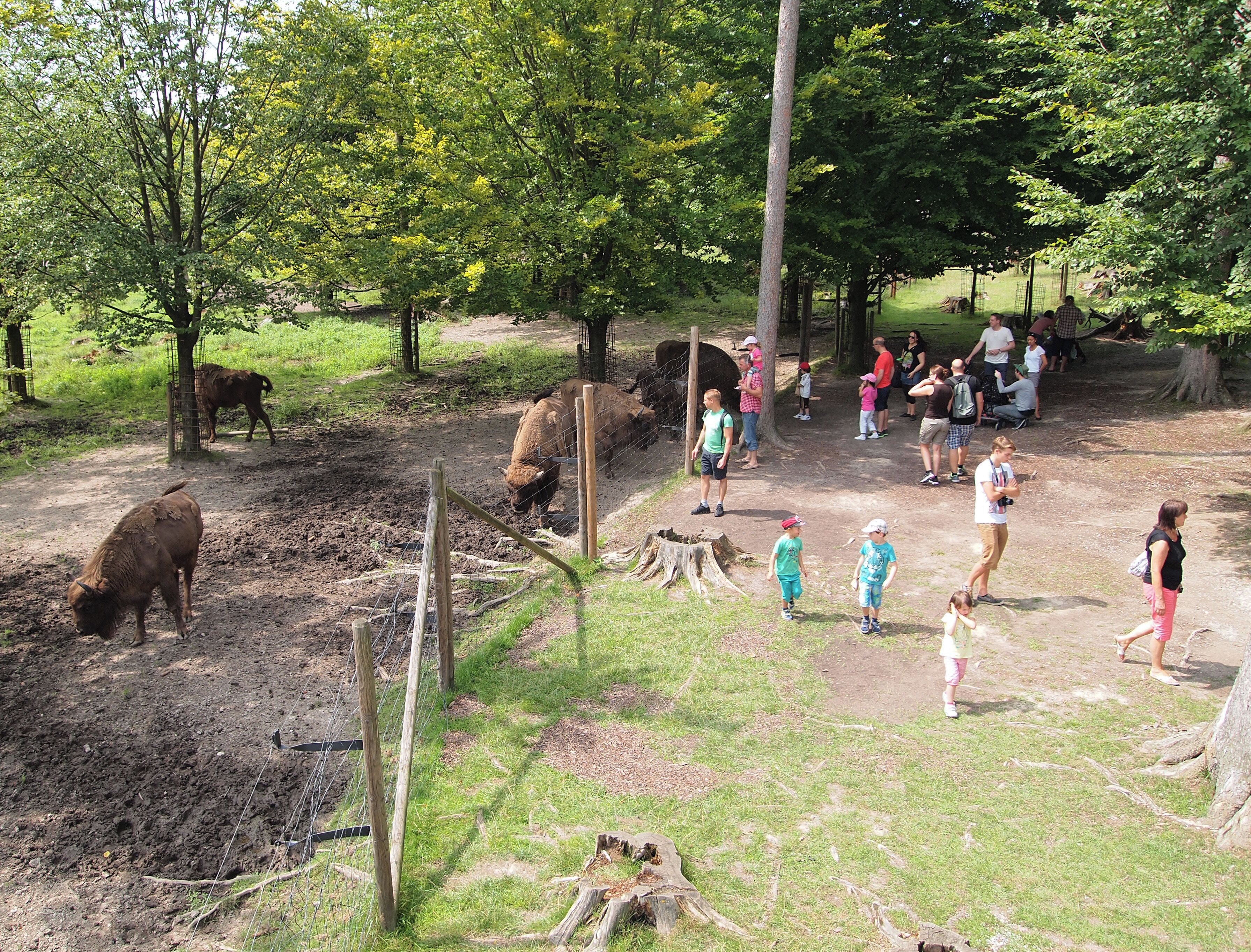 Wisents and people in Wildpark Poing.