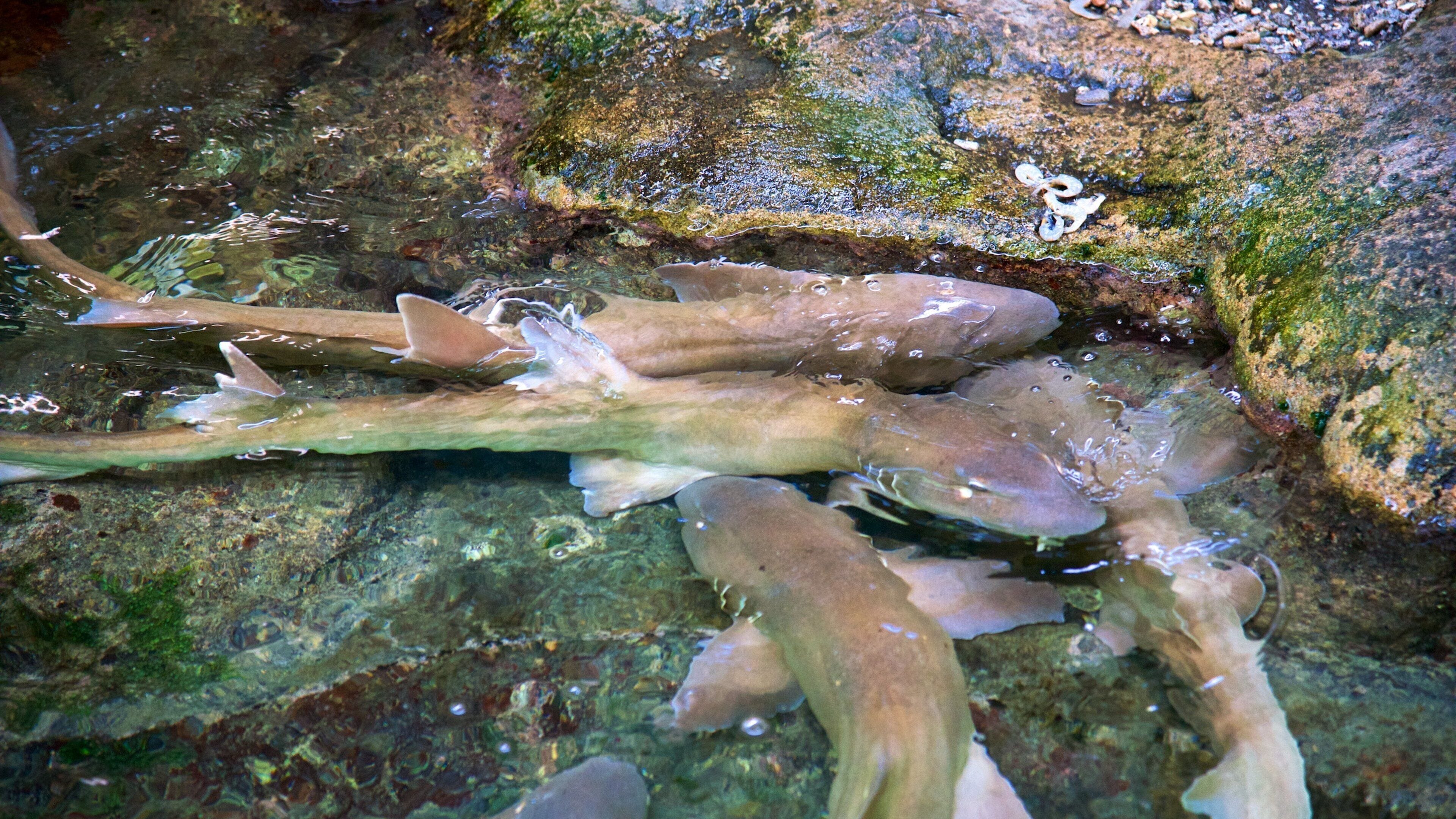 Molle Islands National Park showing marine life