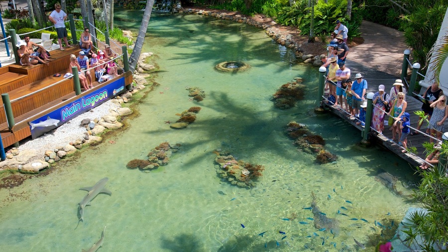 Whitsunday Islands which includes zoo animals, land animals and marine life