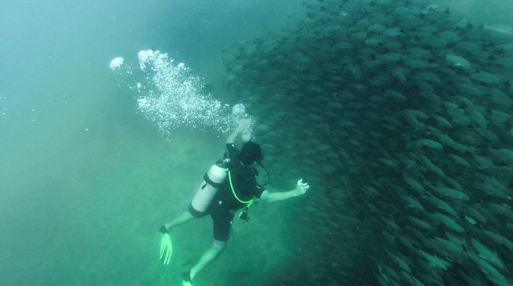 I dove with Costa Rica Dive and Surf, which left from their office in Uvita. The dive equipment was in great shape and they had multiple dive masters with us. The Cano Island dive it a sandy bottom, easy, 60 foot dive, with light to medium currents. I didn't see a ton of great stuff, but this school of fish was worth it in itself.
The trip includes two dives, an island trip, snacks, lunch, all your equipment rentals, etc. $175 per person for the day. Expensive, but supposed to be one of the best dive sites in CR, so worth it if you're in the area.
