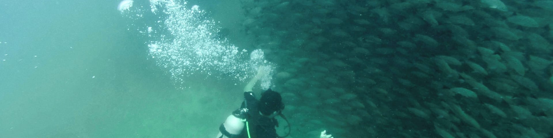 I dove with Costa Rica Dive and Surf, which left from their office in Uvita. The dive equipment was in great shape and they had multiple dive masters with us. The Cano Island dive it a sandy bottom, easy, 60 foot dive, with light to medium currents. I didn't see a ton of great stuff, but this school of fish was worth it in itself.
The trip includes two dives, an island trip, snacks, lunch, all your equipment rentals, etc. $175 per person for the day. Expensive, but supposed to be one of the best dive sites in CR, so worth it if you're in the area.