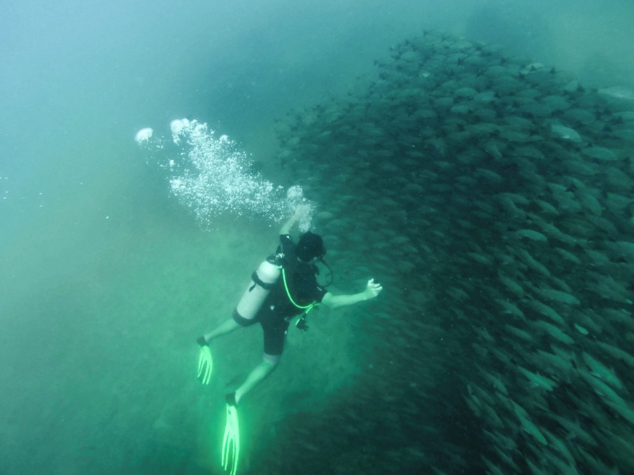 I dove with Costa Rica Dive and Surf, which left from their office in Uvita. The dive equipment was in great shape and they had multiple dive masters with us. The Cano Island dive it a sandy bottom, easy, 60 foot dive, with light to medium currents. I didn't see a ton of great stuff, but this school of fish was worth it in itself.
The trip includes two dives, an island trip, snacks, lunch, all your equipment rentals, etc. $175 per person for the day. Expensive, but supposed to be one of the best dive sites in CR, so worth it if you're in the area.