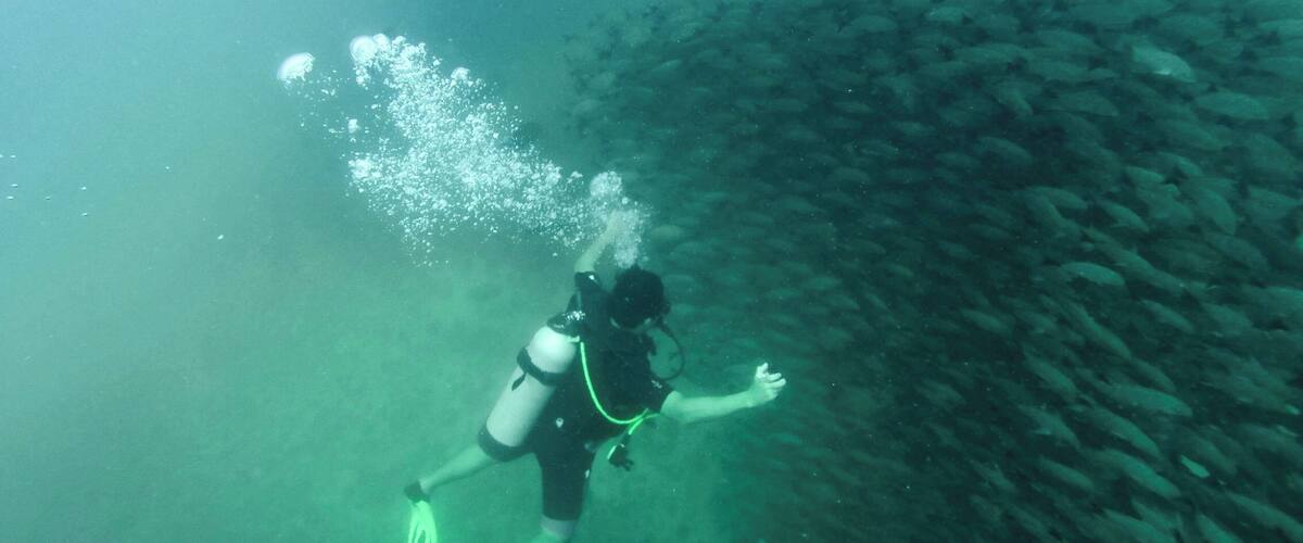 A diver with a scuba tank and fins swimming among a school of fish.