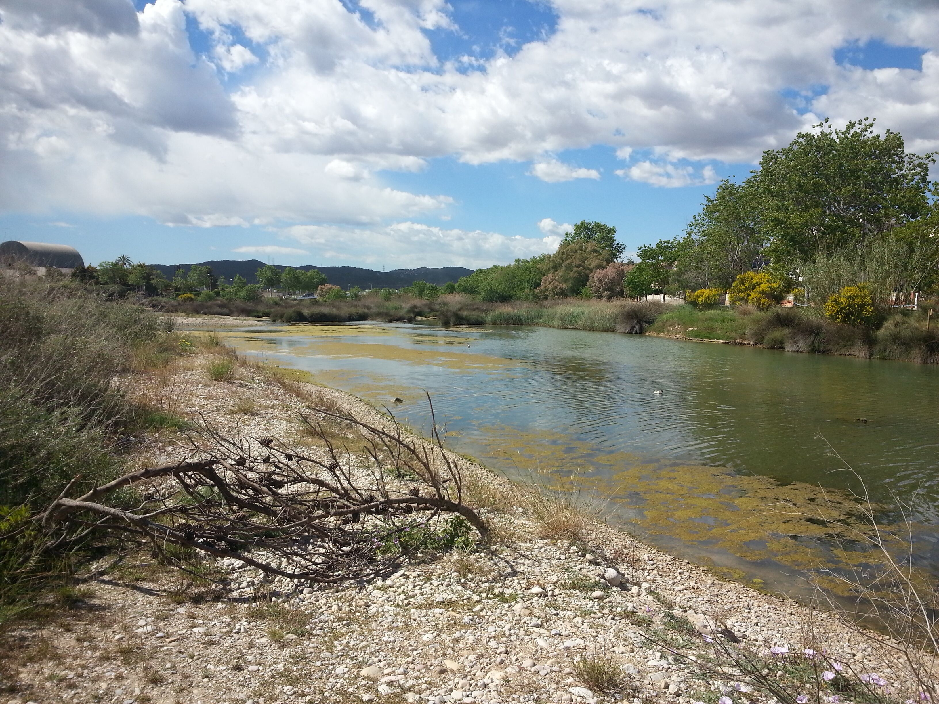 This is a a photo of a wetland in Catalonia, Spain, with id: