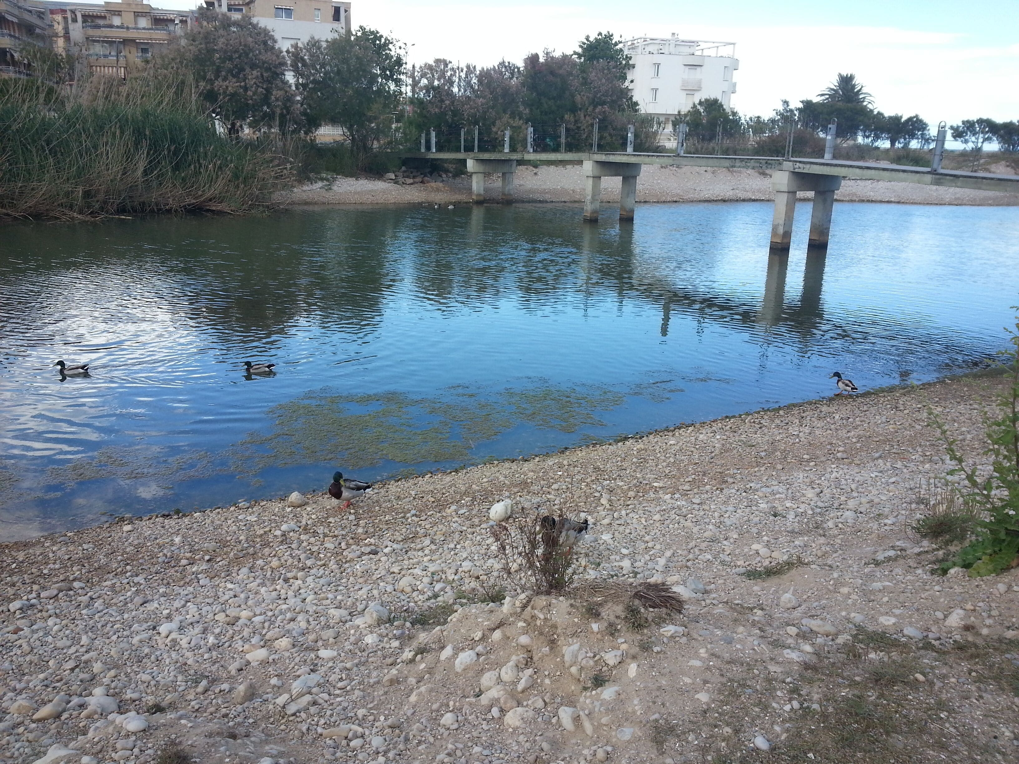 This is a a photo of a wetland in Catalonia, Spain, with id: