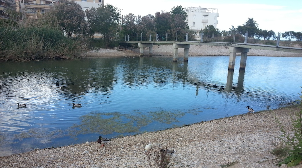 This is a a photo of a wetland in Catalonia, Spain, with id: