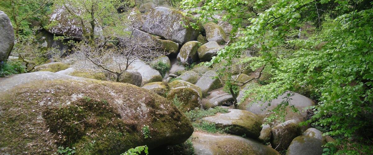 A forested area with large moss-covered rocks and dense green foliage.