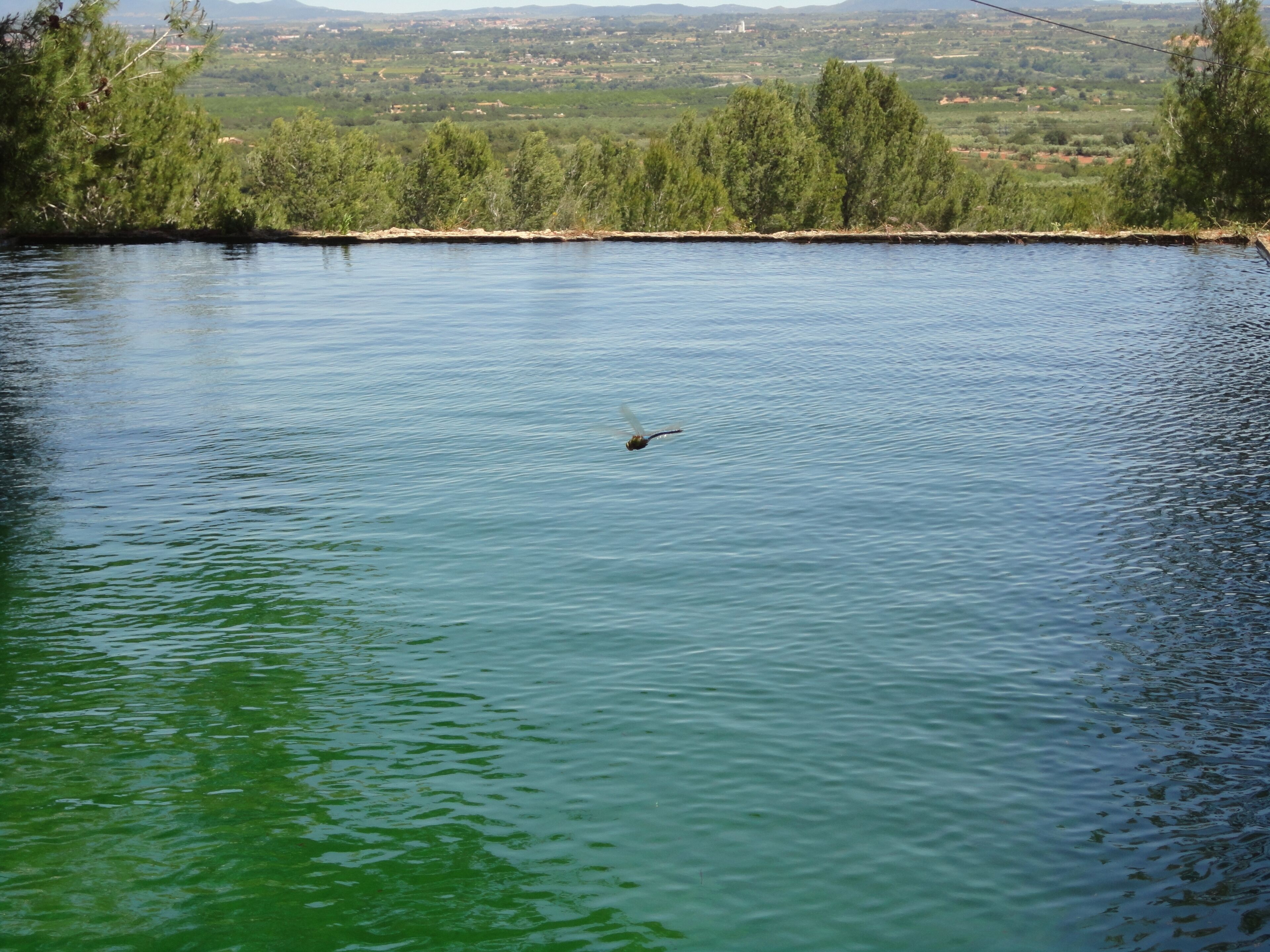 1o de Mayo, La libélula de La Costa Mas de Alcover