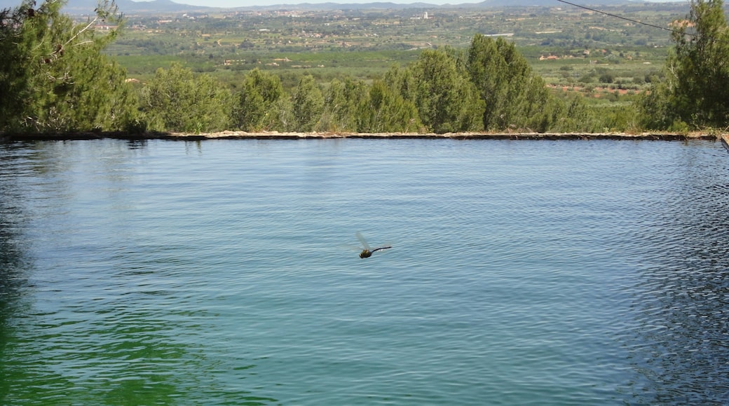 1o de Mayo, La libélula de La Costa Mas de Alcover