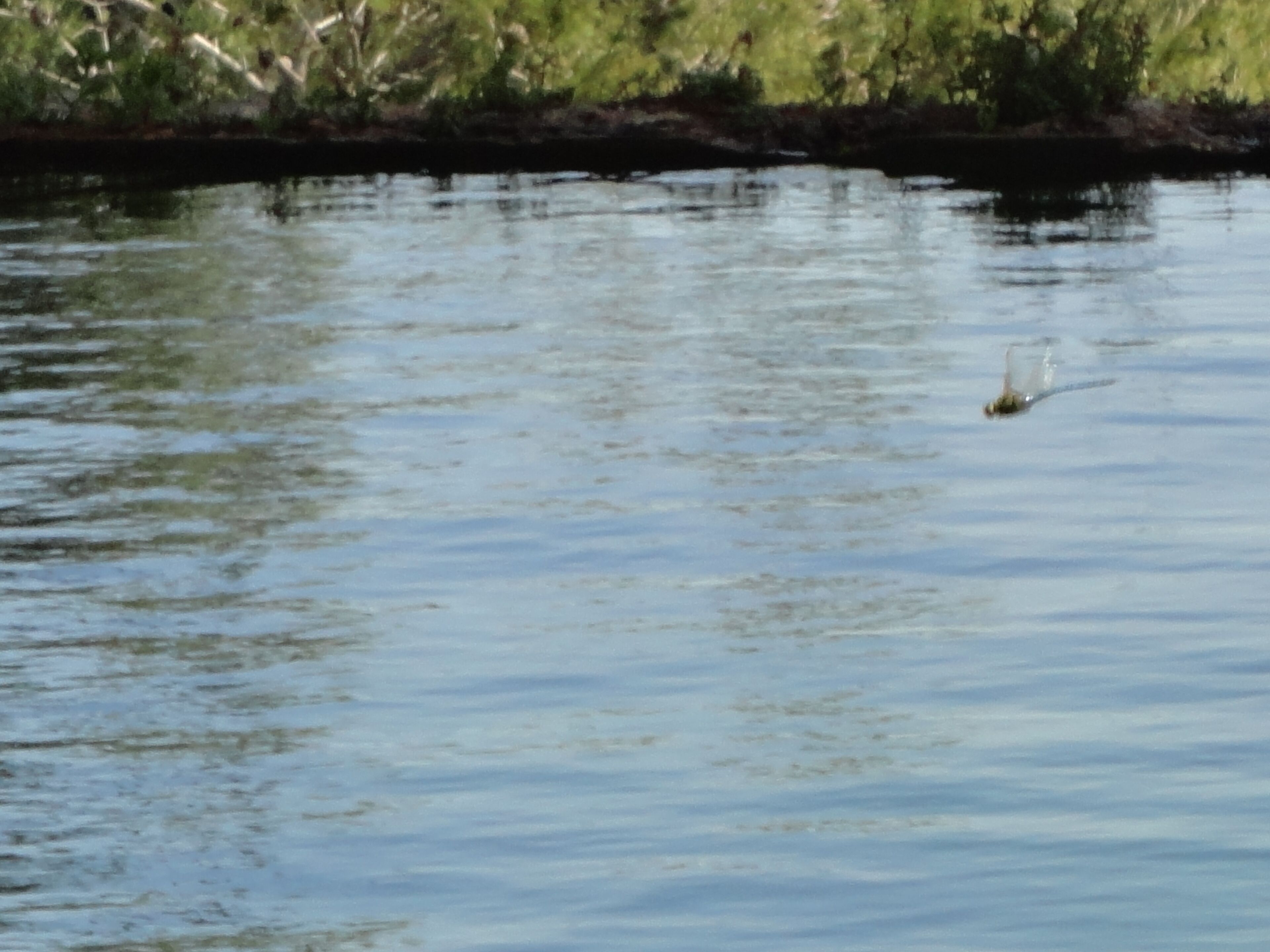 Un mini helicoptero natural