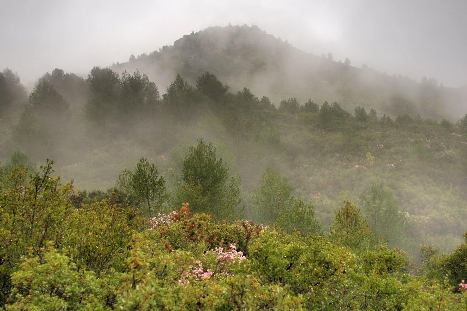 Cucurulla del Mas d'en Just
