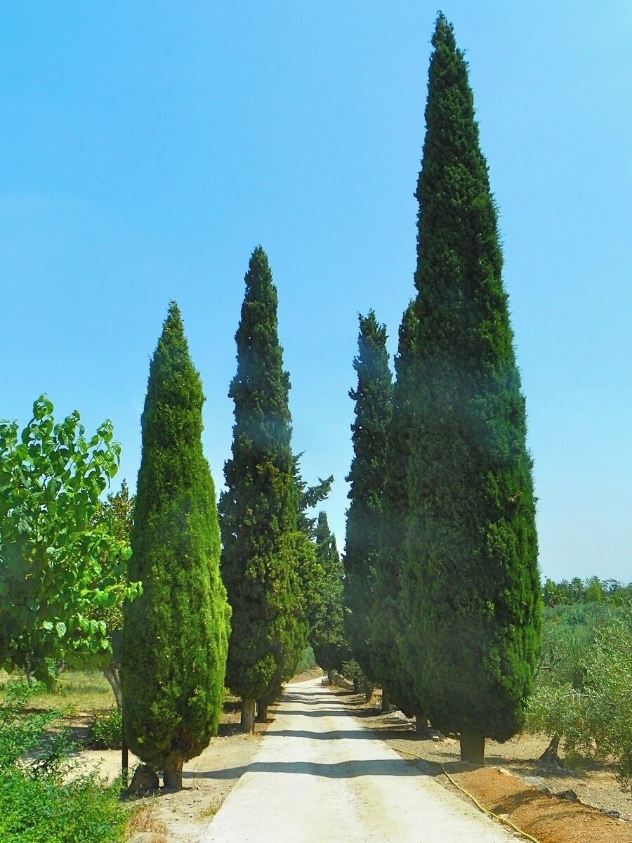 Camí de Xiprers baixant de Mare de Déu de la Riera