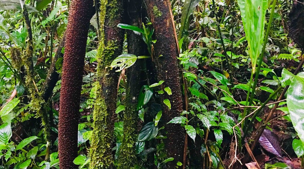Beautiful forest was created by a passionate earth lover 30 years ago. This is in Puyu south of baños in Ecuador. This is “walking tree” and local indigenous people use it to treat fungus.