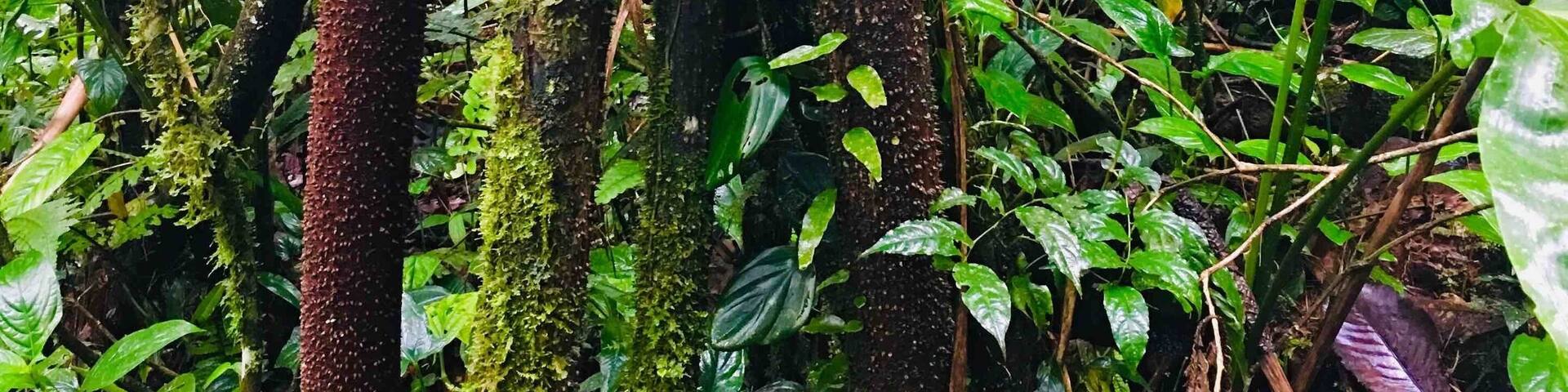 Beautiful forest was created by a passionate earth lover 30 years ago. This is in Puyu south of baños in Ecuador. This is “walking tree” and local indigenous people use it to treat fungus.